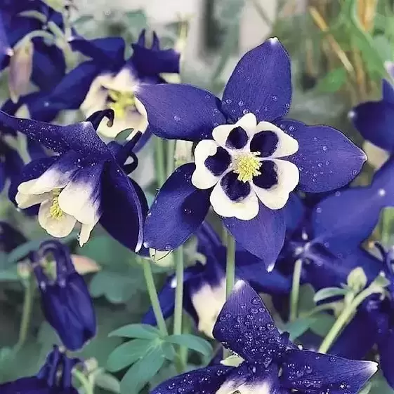 Aquilegia 'Spring Magic Navy & White' 3L