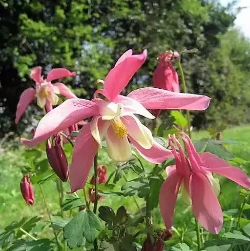 Aquilegia 'Spring Magic Rose & Ivory' 3L
