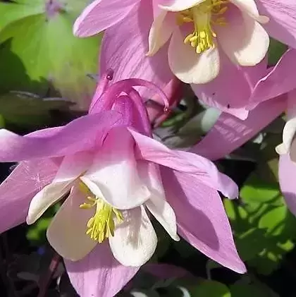 Aquilegia 'Spring Magic Rose & White' 2L