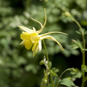 Aquilegia 'Spring Magic Yellow' 1L