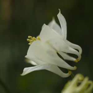 Aquilegia vulgaris 'Alba'
