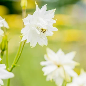 Aquilegia vulgaris var. stellata 'White Barlow' 1L
