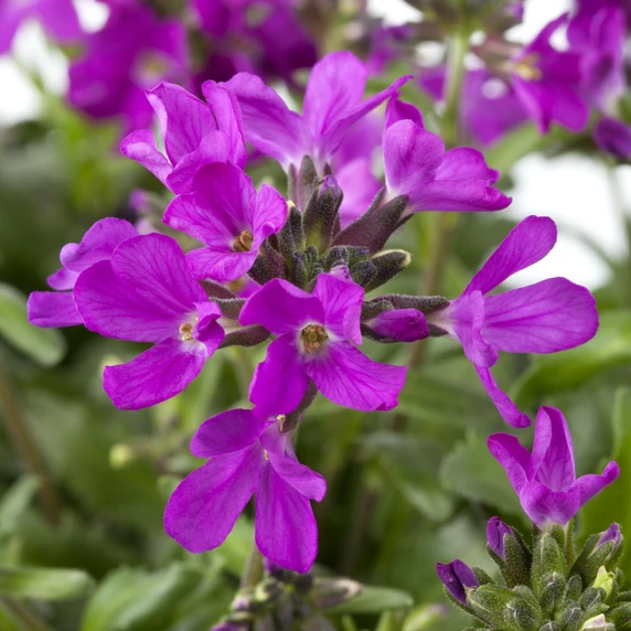 Arabis blepharophylla