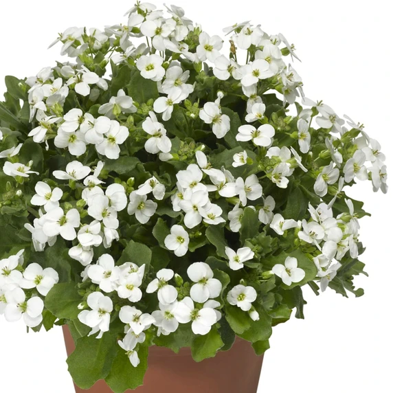 Picture - Syngenta Flowers