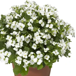 Picture - Syngenta Flowers