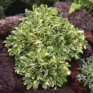 Arabis 'Old Gold'