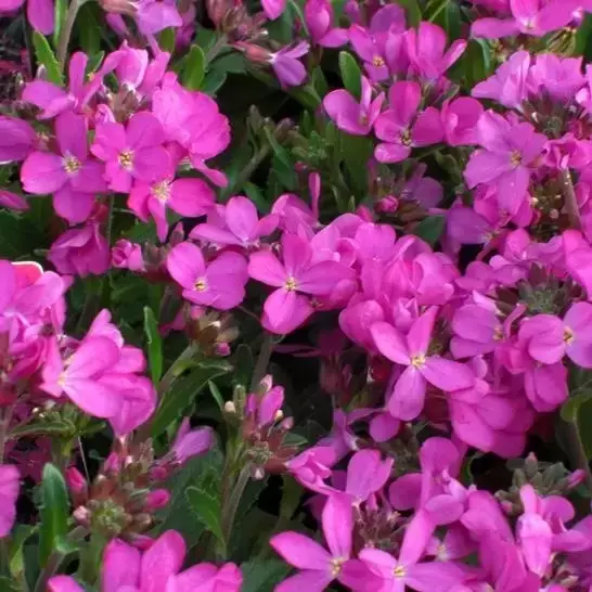Arabis caucasica 'Rosea'