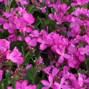 Arabis caucasica 'Rosea'