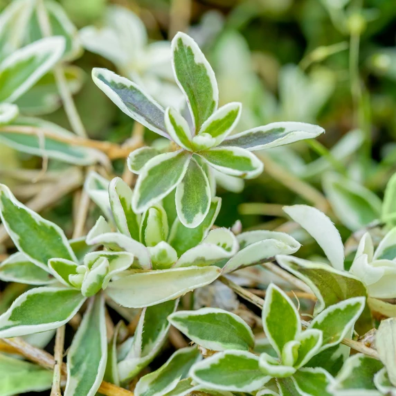 Arabis ferdinandi-coburgii 'Variegata' 1L