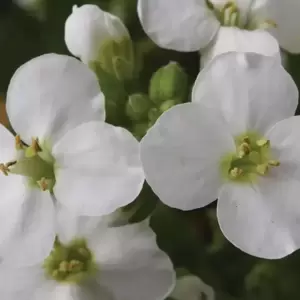 Arabis caucasica 'White' 1L - image 1