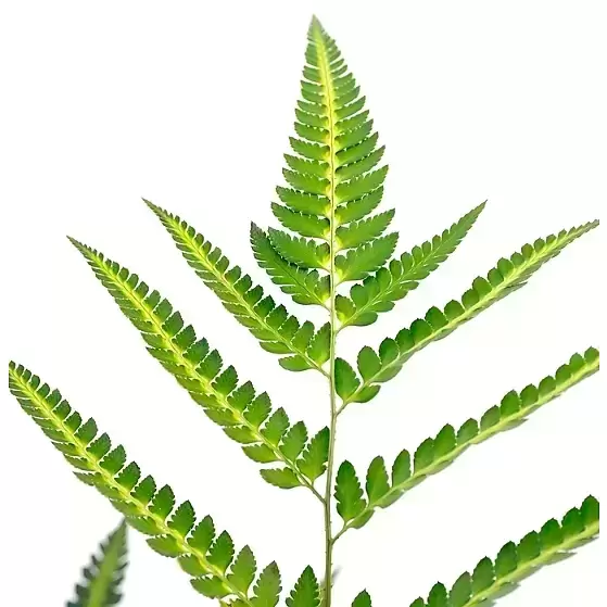 Arachnoides aristata 'Variegata' 5L - image 1