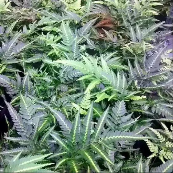 Arachnoides aristata 'Variegata' 5L - image 2