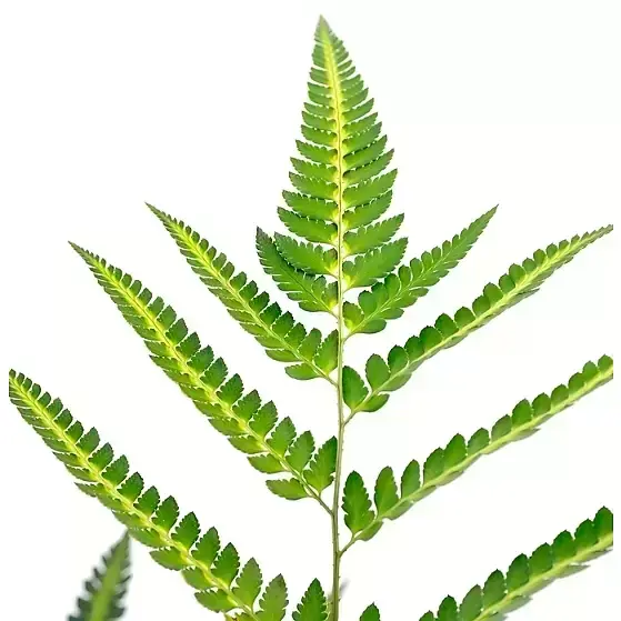 Arachnoides aristata 'Variegata' 1.5L - image 1