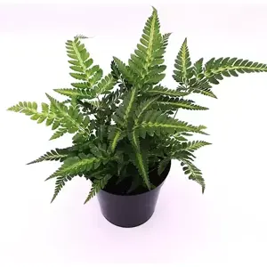 Arachnoides aristata 'Variegata' 3L - image 2