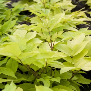 Aralia cordata 'Sun King'