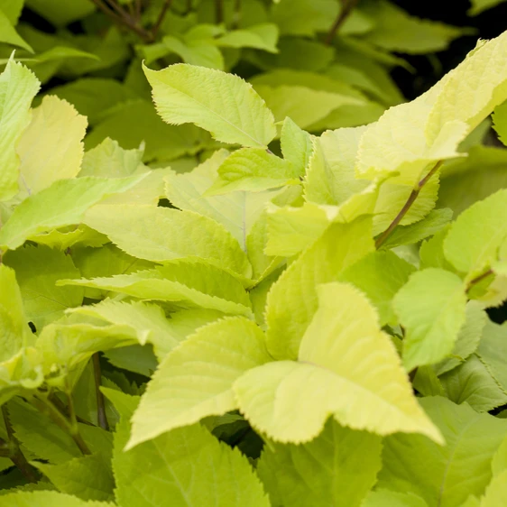 Aralia cordata 'Sun King' 2L - image 2