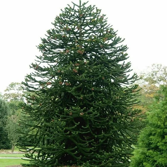 Araucaria araucana 3L