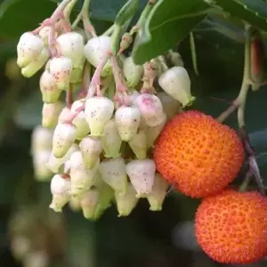 Picture Credit - Minier Nurseries