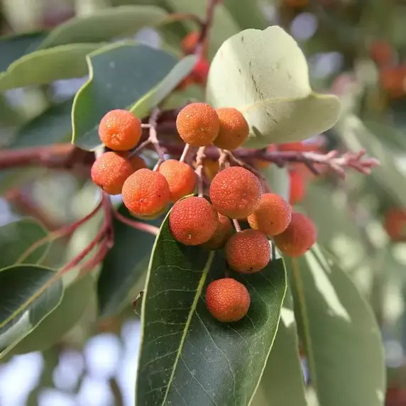 Arbutus unedo 'Roselily' 10L