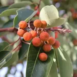 Arbutus 'Roselily' (Large)