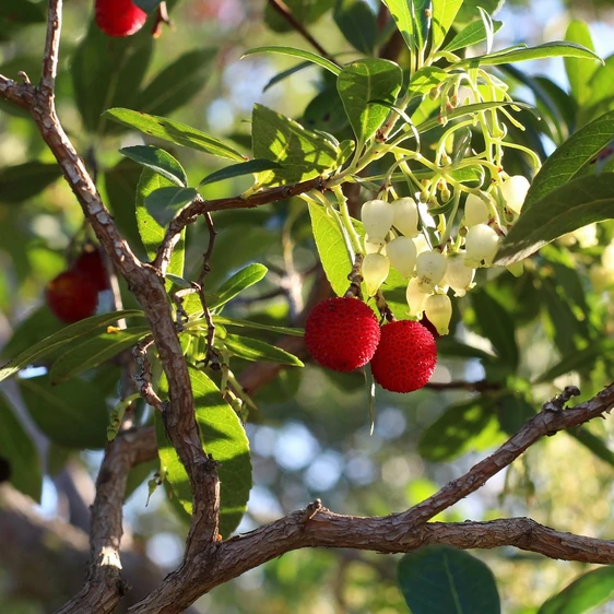 Arbutus unedo - image 2