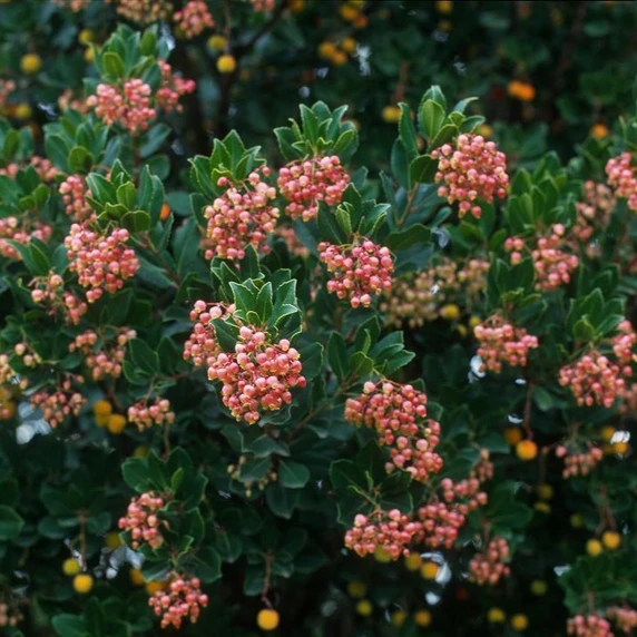Picture - Minier Nurseries