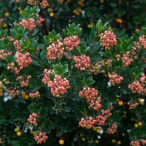 Picture - Minier Nurseries