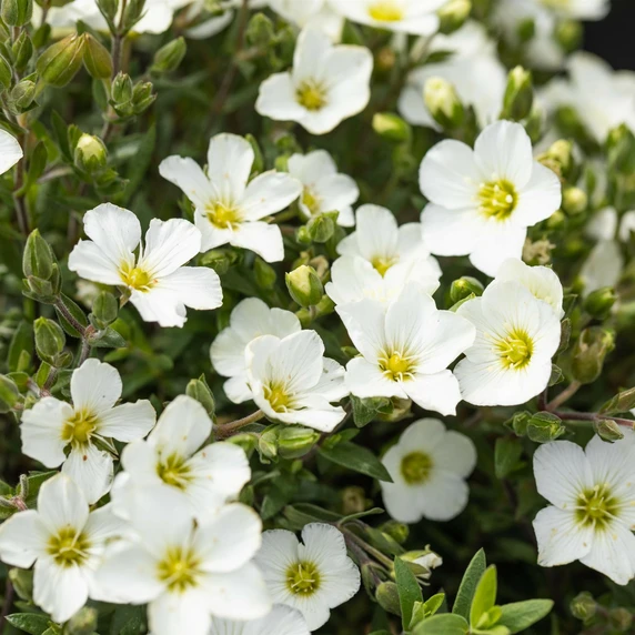 Arenaria montana 'Blizzard' 1L
