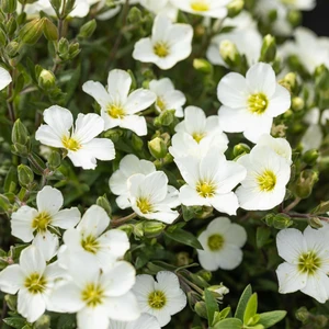 Arenaria montana 'Blizzard' 9cm