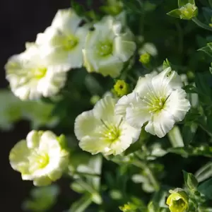 Arenaria montana 'Lemon Ice' 9cm