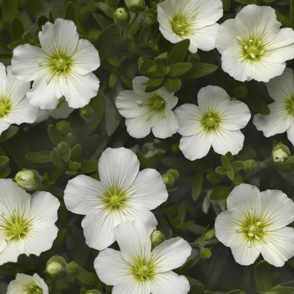 Picture - Syngenta Flowers