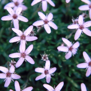 Picture - Kernock Park Plants