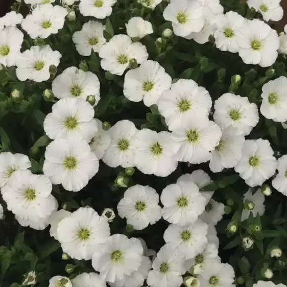 Arenaria montana 'Snow White' 9cm