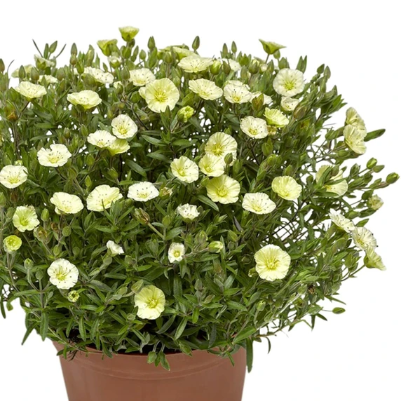 Picture - Syngenta Flowers