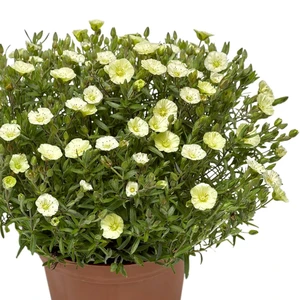 Arenaria montana 'Summer Yellow' 9cm