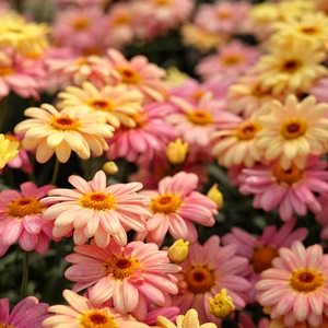 Argyranthemum frutescens 'Aramis Apricot'