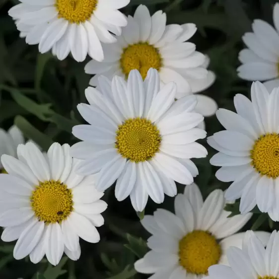 Argyranthemum frutescens 'Everest' - image 1