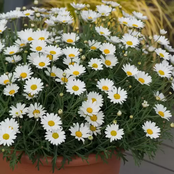 Argyranthemum frutescens 'Everest' - image 2