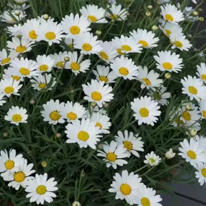 Argyranthemum frutescens 'Everest' - image 3