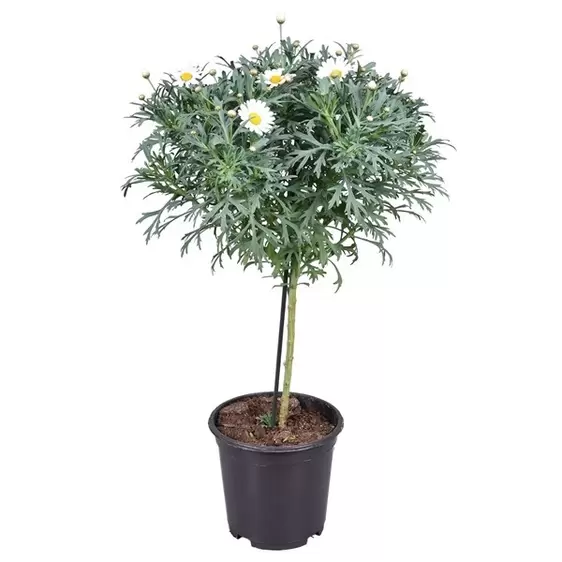 Argyranthemum frutescens - Marguerite Standard