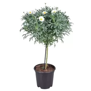 Argyranthemum frutescens - Marguerite Standard