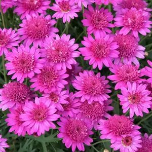 Argyranthemum Madeira 'Crested Hot Pink' - image 1