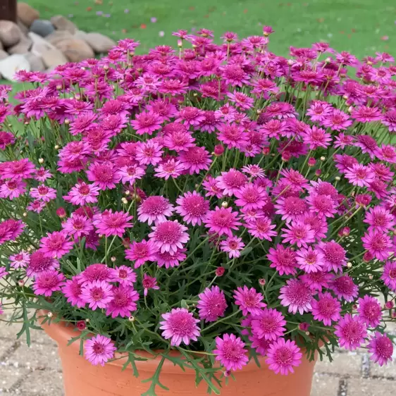 Argyranthemum Madeira 'Crested Hot Pink' - image 2