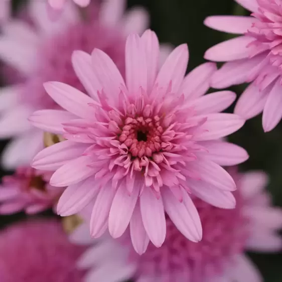 Argyranthemum Madeira 'Crested Pink' - image 1