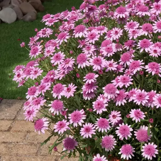 Argyranthemum Madeira 'Crested Pink' - image 2