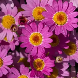 Argyranthemum Madeira 'Deep Pink Improved' - image 1