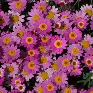 Argyranthemum Madeira 'Deep Pink Improved' - image 2