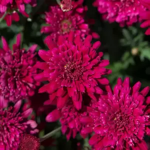 Argyranthemum Madeira 'Double Red' - image 1