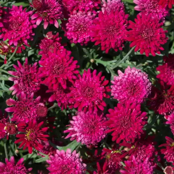 Argyranthemum Madeira 'Double Red' - image 2