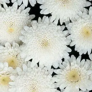 Argyranthemum Madeira 'Double White'